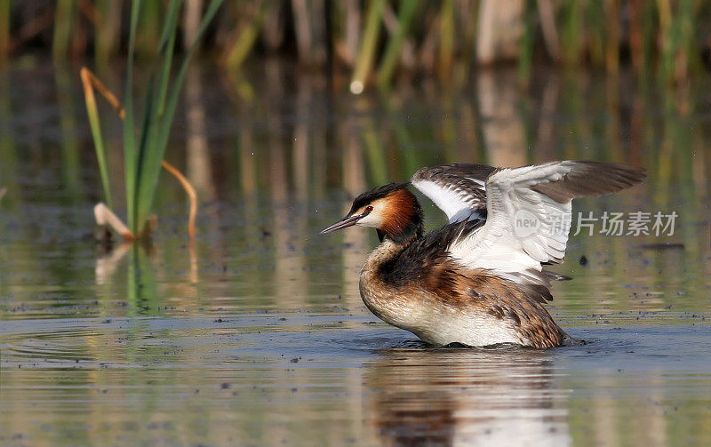 大山脊Grebe (Podiceps crista)